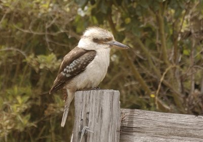 Kookaburra