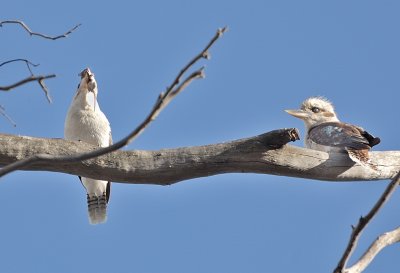 Kookaburra with mouse and perhaps a youngster.