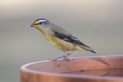 Striated Pardalote taking a morning drink before another scorcher of a day.