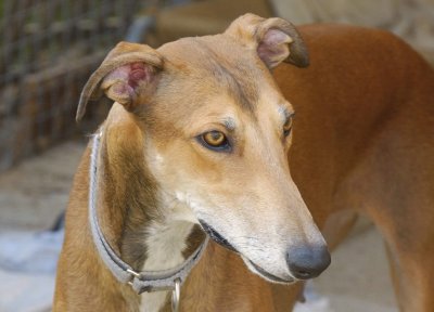 Show bred Greyhound, Fern, mother of two pups.
