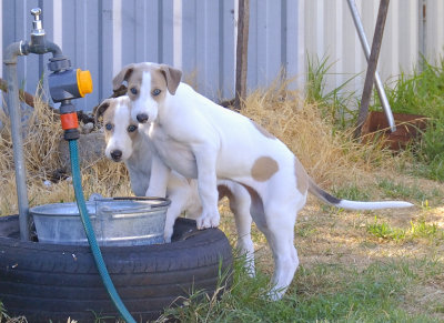 Greyhound pups, Paige (nearest camera) and Miller, 6 1/2 weeks old.