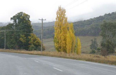 Between swipes with the windscreen wipers - Poplars against the eucalypts.