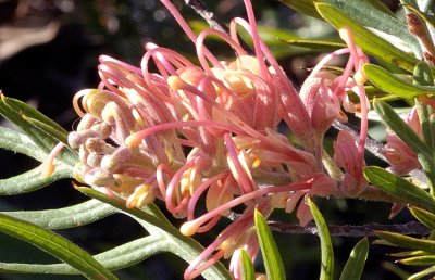 Grevillea - maybe 'Coconut Ice?