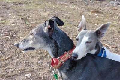 Nero & Hilary, a brief stop on our morning walk.