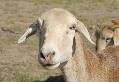 One of our neighbour's fat-tailed sheep decided to check me out.