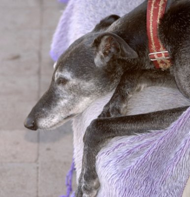 The old bloke, Nero, taking it easy on his royal purple outside couch.