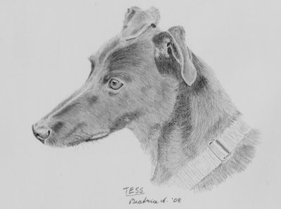 Scan of a graphite sketch of Tess.