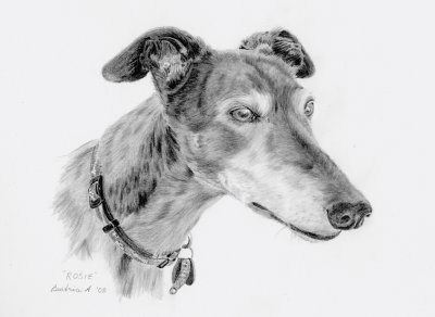 Scan of graphite sketch of senior Grey girl, Rosie, who lives with Debbie and belongs to friends of ours.