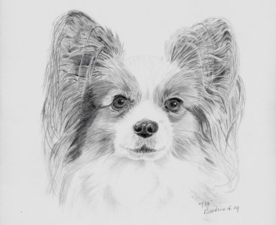 A scan of my graphite sketch of my friends deceased Papillon, Tia.