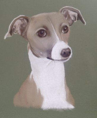 Soft pastel & pastel pencil - Italian Greyhound, Jazz.