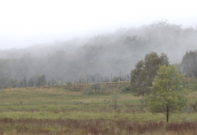 Kangaroos in the mist