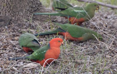 Adult King Parrot with juveniles.