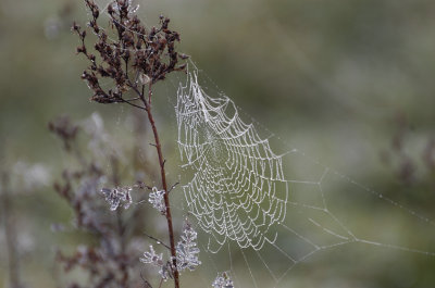 Cobweb on a frosty morning