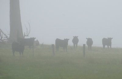 Neighbour's (Peter) young heifers in the fog.