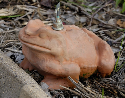 Sprinkler Backus Toad - lives in our garden!
