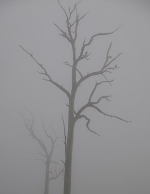Foggy trees with foggy Magpies