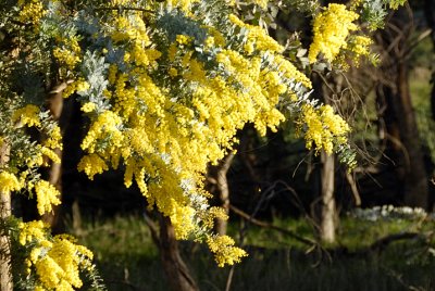 Acacia Baileyana - Cootamundra Wattle