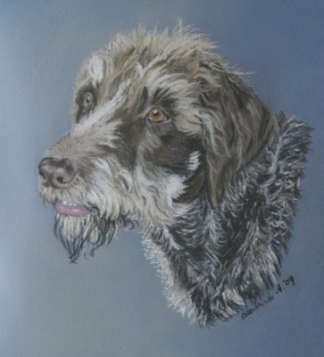 Jamie - German Wirehaired Pointer.