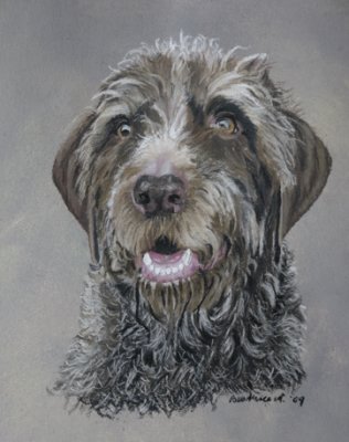 Jamie - German Wirehaired Pointer.