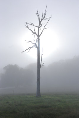 Sun trying to break through the morning fog.