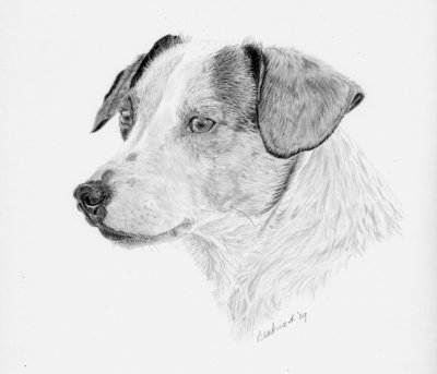 Graphite sketch of Teena - Jack Russell