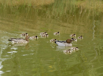 Mr & Mrs Wood Duck and family