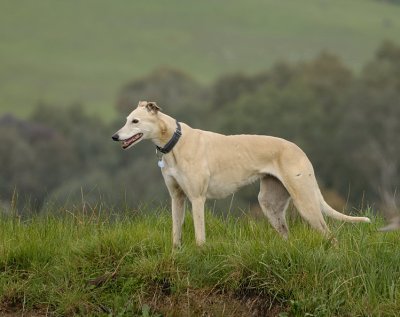 Senior girl Honey, almost 12 y.o.