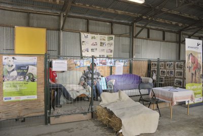 GAP Greys - Wangaratta  Show 2009