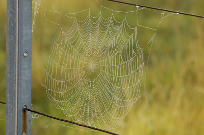 Cobweb on a foggy morning