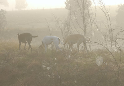 Morning fog, Greyhounds, and cobwebs