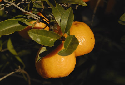 Mandarins - Early Imperial in my garden
