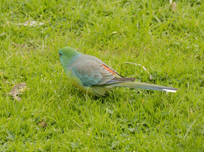 Male Red-rumped or  Grass Parrot - through the window.