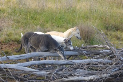 Hopeful, but no bunnies only water as the dam level has risen.