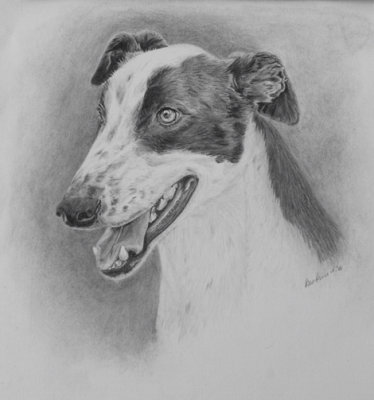 GAP dog Spot - now adopted -  graphite pencil.