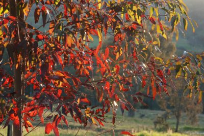 Eucalypt leaves that have been touch by the frost over the winter months.