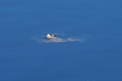 Turtle in our dam, watching me closely.