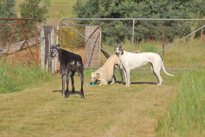 Hurry up and open the gate!