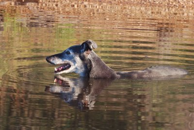 Nero cooling off after a warm day.