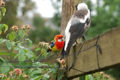 Young Magpie and male Eastern  Rosella 