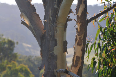 Shedding Bark 