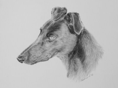 Tess - foster Greyhound.  Graphite & Cretacolour Nero pencils - Art Spectrum paper