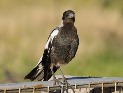 Magpie - juvenile, one of last Spring's babies.