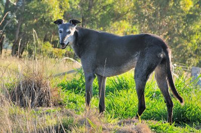 Nero - my favourite big black Greyhound at 12 years of age.