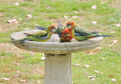 Eastern Rosellas - female parent on right & two babies.