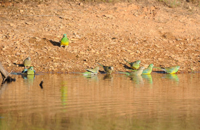 Grass, or Red-rumped Parrots