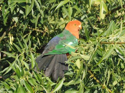 Adult King Parrot