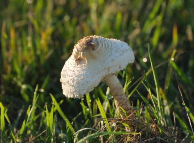 Toadstool 