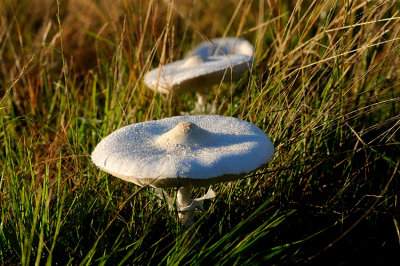 Toadstool group