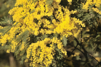 It's spring and the Wattle is blooming.