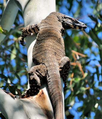 Goanna - or Lace Monitor - the only Lizard with a forked tongue